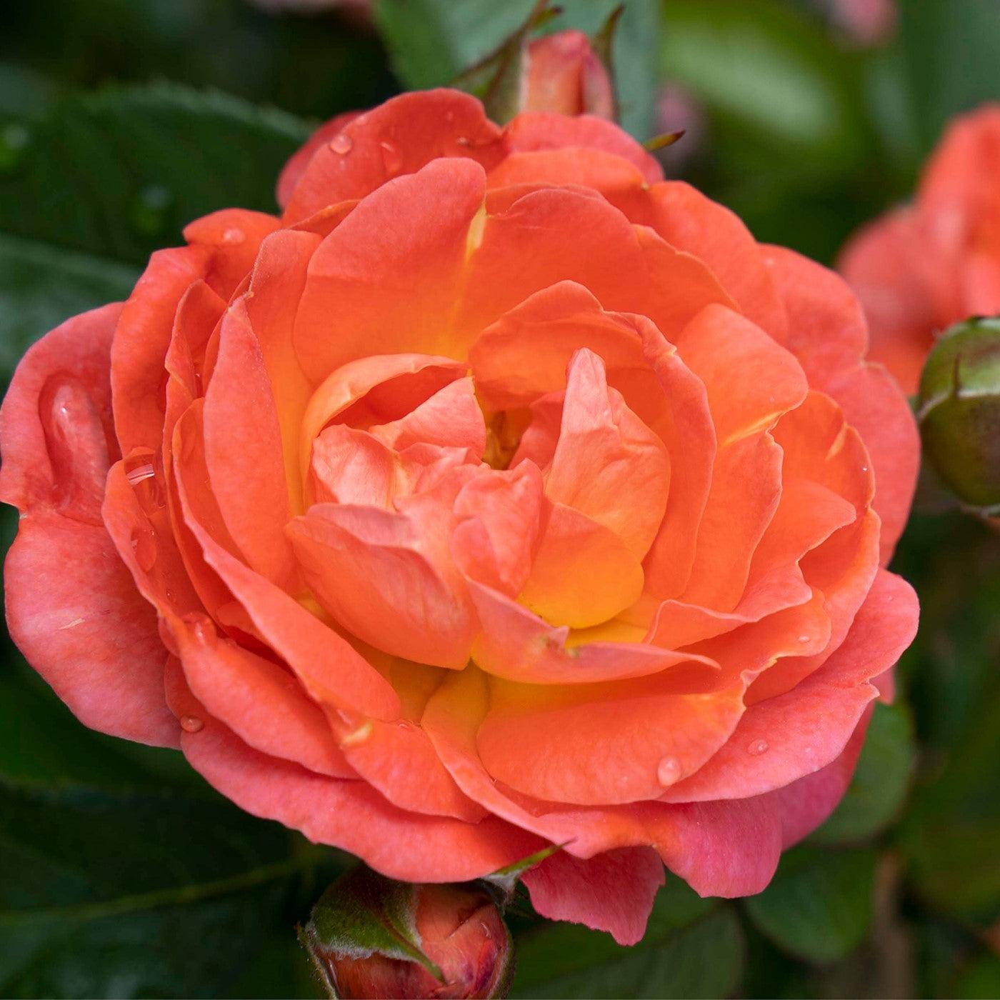 Rosa 'Radslam' PP 35,826 ~ Orange Glow™ Knock Out® Rose-ServeScape