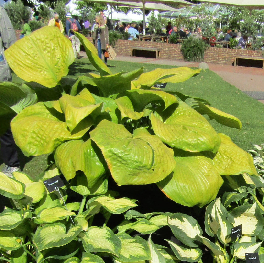 Hosta 'Sum and Substance' ~ Sum and Substance Hosta-ServeScape