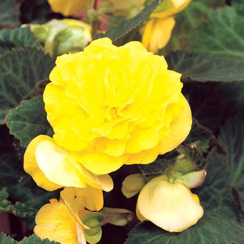 Begonia x tuberhybrida 'Nonstop Yellow' ~ Nonstop® Yellow Begonia-ServeScape