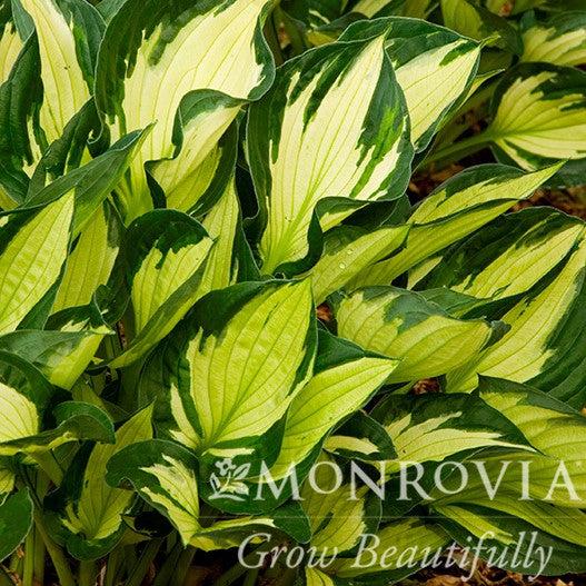 Hosta 'Whirlwind' ~ Monrovia® Whirlwind Hosta-ServeScape