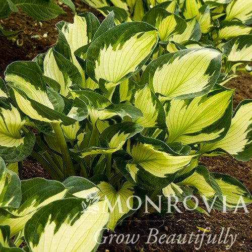 Hosta 'Whirlwind' ~ Monrovia® Whirlwind Hosta-ServeScape