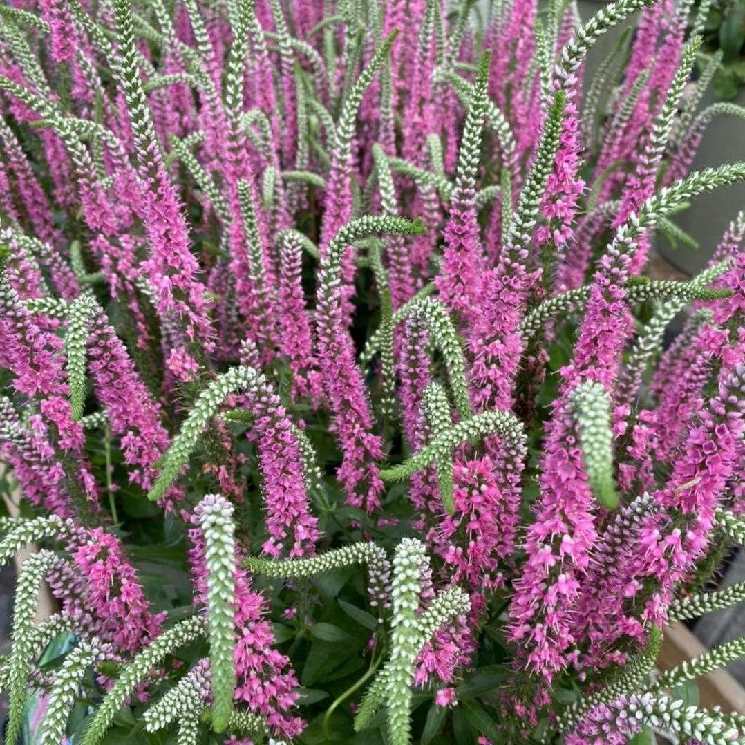 Veronica longifolia 'Perfectly Picasso' ~ Perfectly Picasso Tall Speedwell-ServeScape