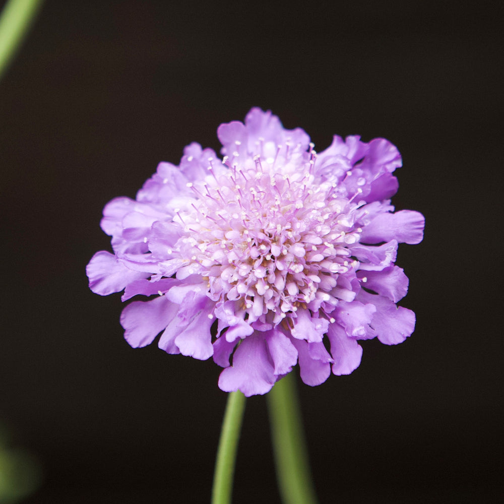 Scabiosa columbaria 'Butterfly Blue' ~ Butterfly Blue Pincushion Flower-ServeScape