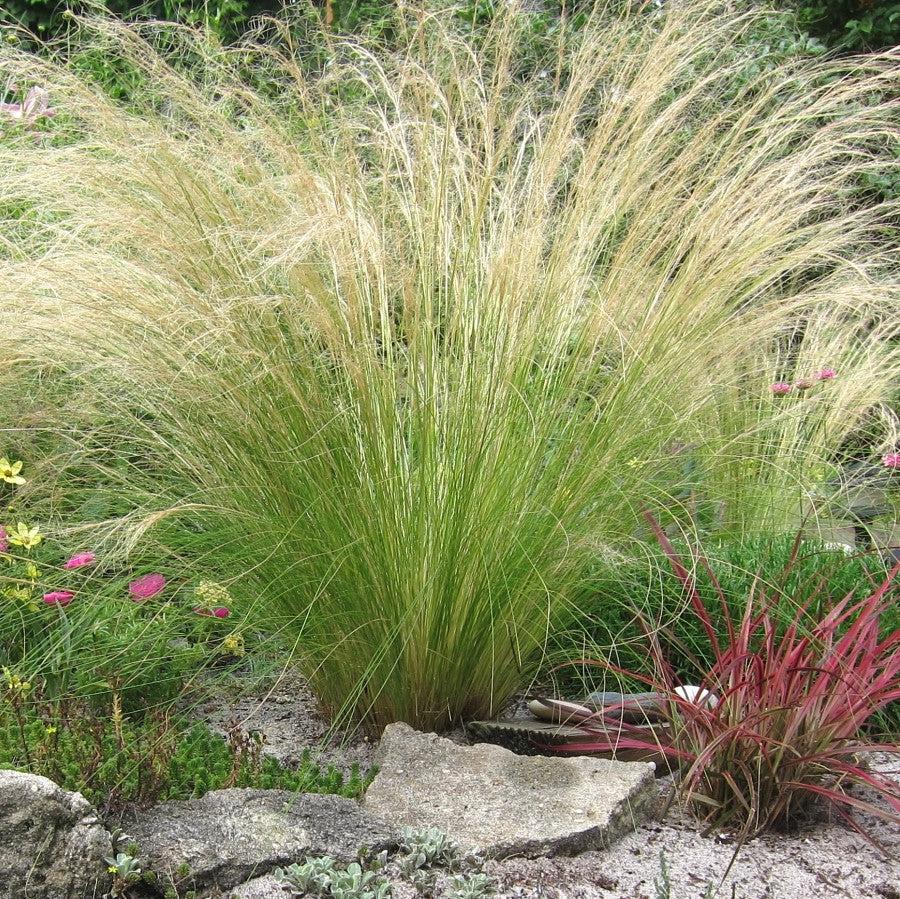 Nassella tenuissima 'Pony Tails' ~ Pony Tails Mexican Feather Grass-ServeScape