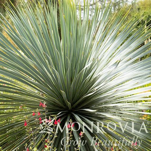 Yucca rostrata 'Sapphire Skies' ~ Monrovia® Sapphire Skies Yucca-ServeScape