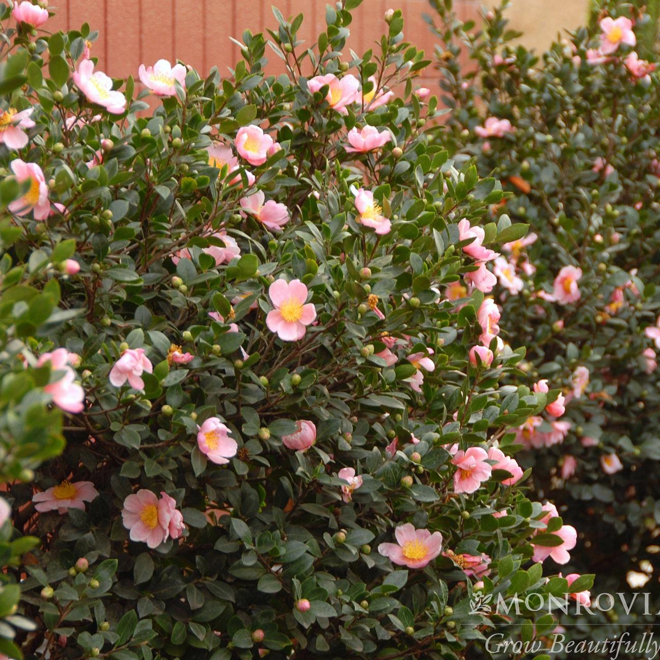 Camellia sasanqua 'Mondel' PP #21,687 ~ Monrovia® Pink-A-Boo® Camellia-ServeScape