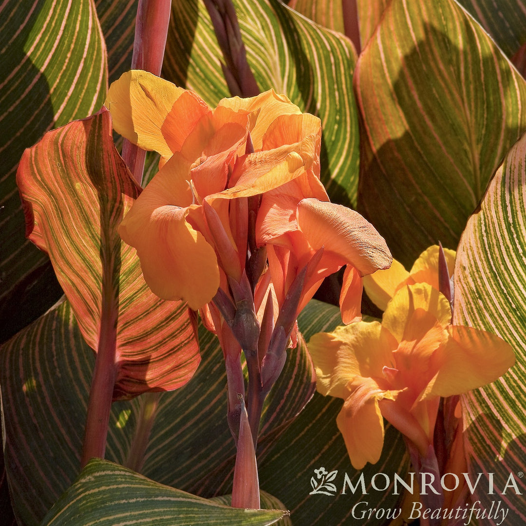 Canna indica 'Phasion' ~ Monrovia® Tropicanna® Canna Lily-ServeScape