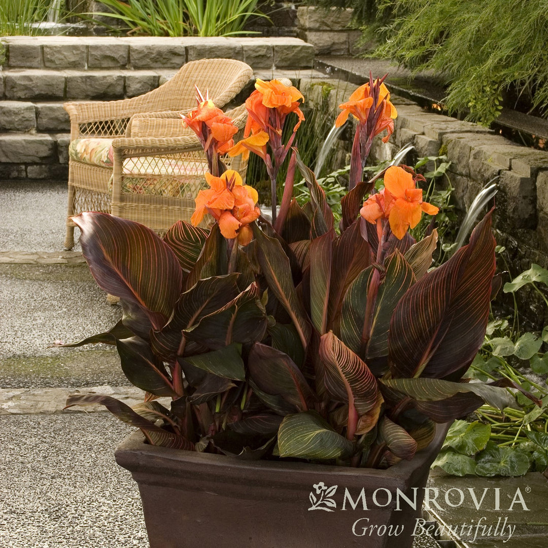 Canna indica 'Phasion' ~ Monrovia® Tropicanna® Canna Lily-ServeScape