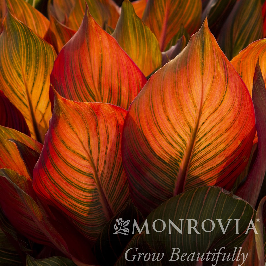Canna indica 'Phasion' ~ Monrovia® Tropicanna® Canna Lily-ServeScape