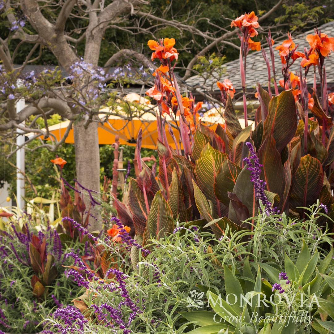 Canna indica 'Phasion' ~ Monrovia® Tropicanna® Canna Lily-ServeScape