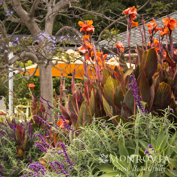 Canna indica 'Phasion' ~ Monrovia® Tropicanna® Canna Lily-ServeScape