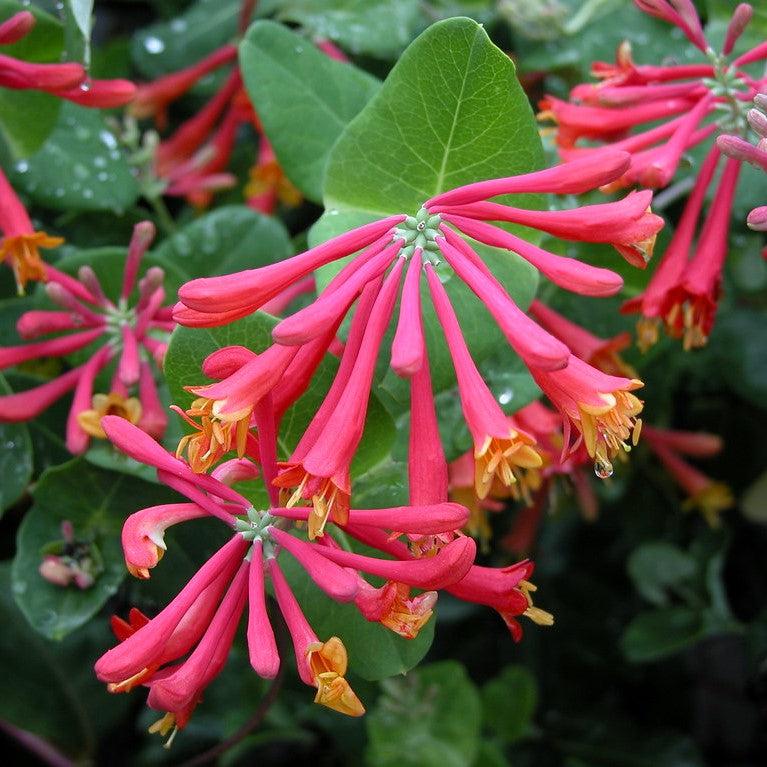 Lonicera sempervirens ~ Coral Honeysuckle-ServeScape