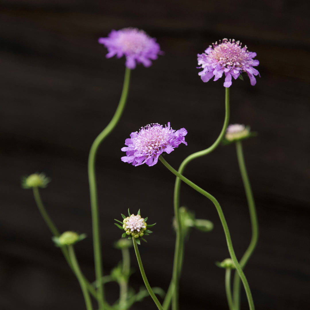 Scabiosa columbaria 'Butterfly Blue' ~ Butterfly Blue Pincushion Flower-ServeScape