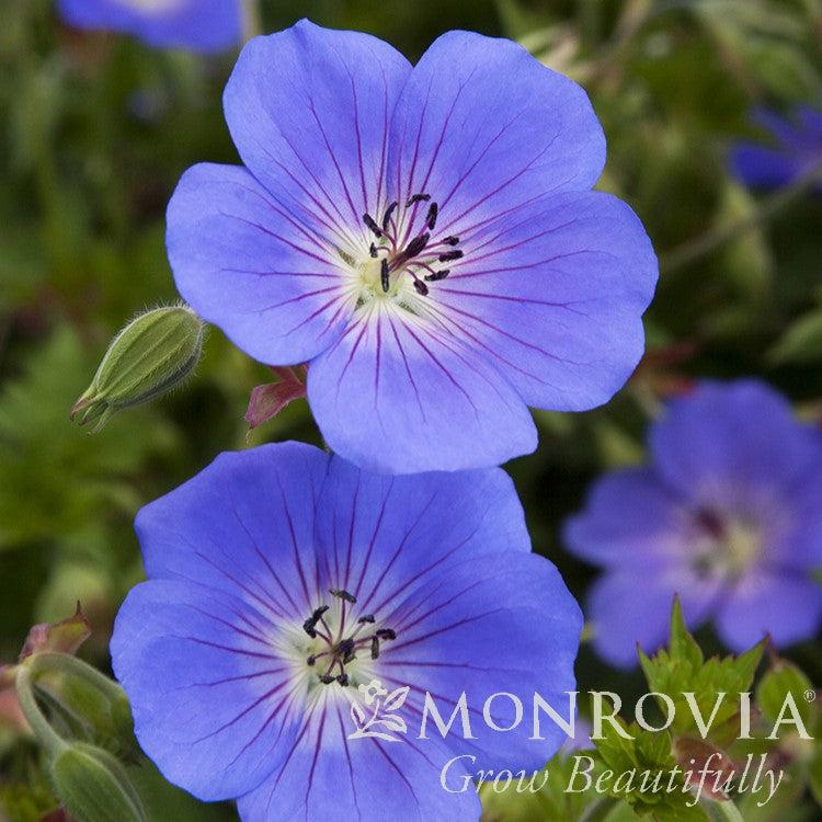 Geranium x 'Rozanne' ~ Monrovia® Rozanne Cranesbill-ServeScape