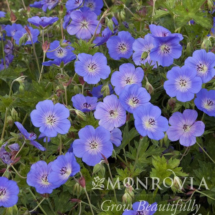 Geranium x 'Rozanne' ~ Monrovia® Rozanne Cranesbill-ServeScape