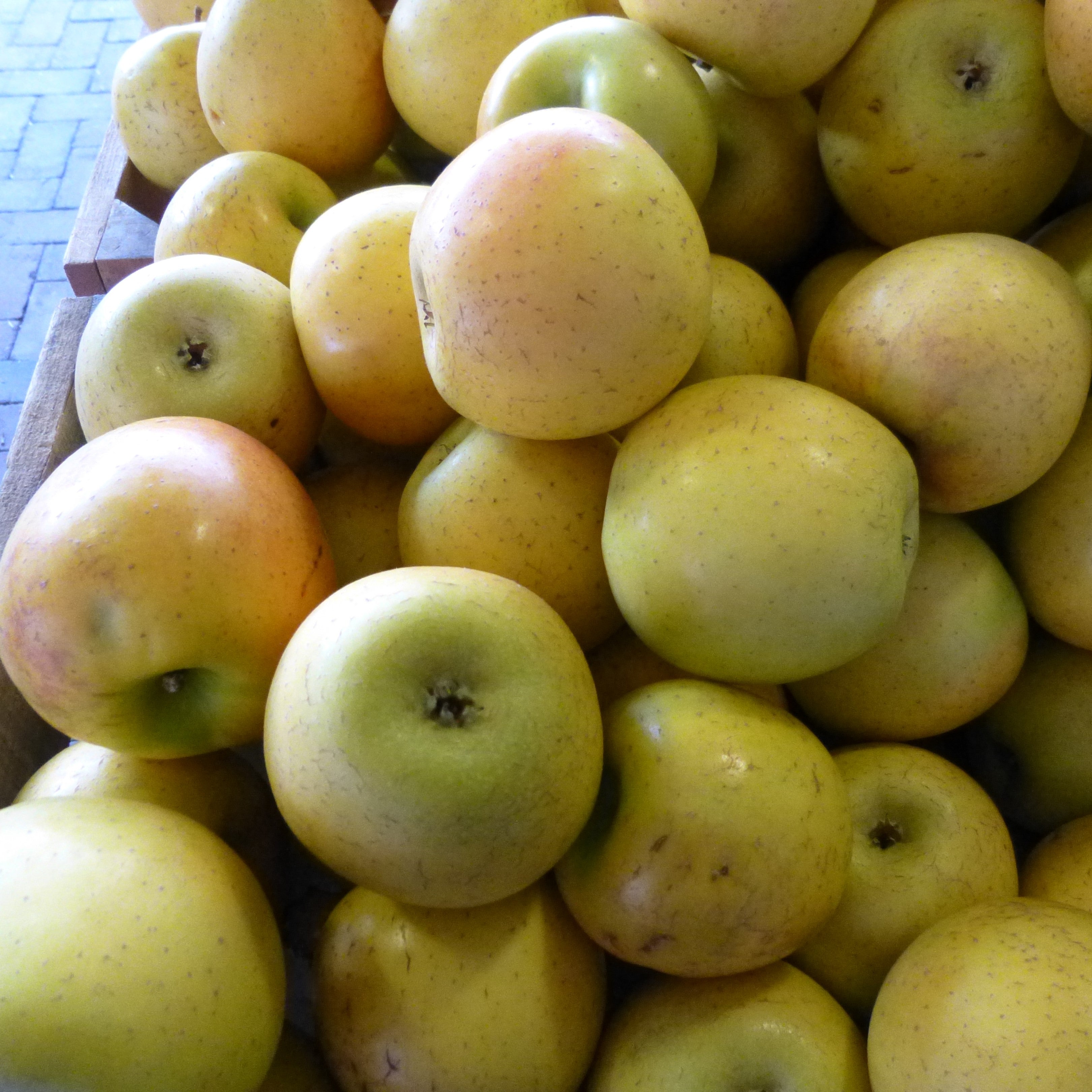 Malus Domestica Gold Rush Gold Rush Apple ServeScape malus-domestica-gold-rush-gold-rush-apple-servescape