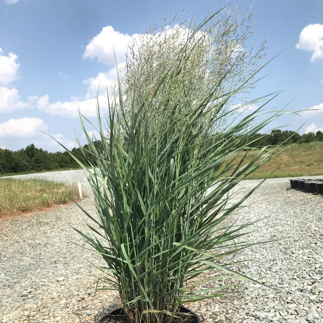 Panicum virgatum 'Gunsmoke' ~ Gunsmoke Switch Grass-ServeScape
