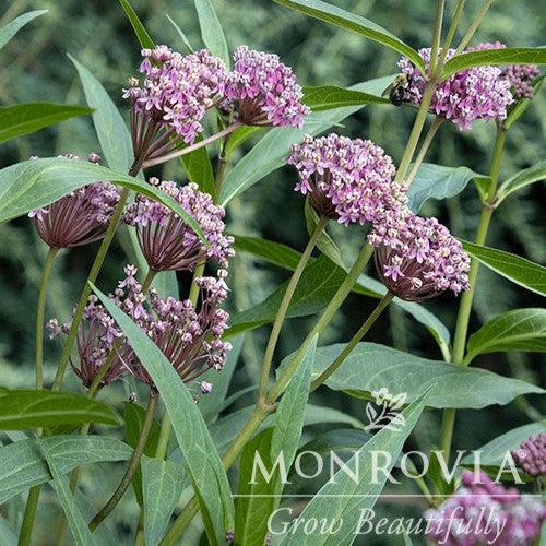 Asclepias incarnata 'Cinderella' ~ Monrovia® Cinderella Swamp Milkweed-ServeScape