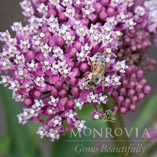 Asclepias incarnata 'Cinderella' ~ Monrovia® Cinderella Swamp Milkweed-ServeScape