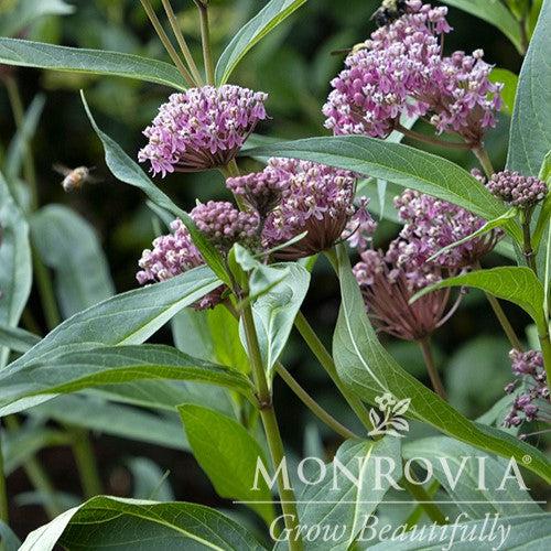 Asclepias incarnata 'Cinderella' ~ Monrovia® Cinderella Swamp Milkweed-ServeScape