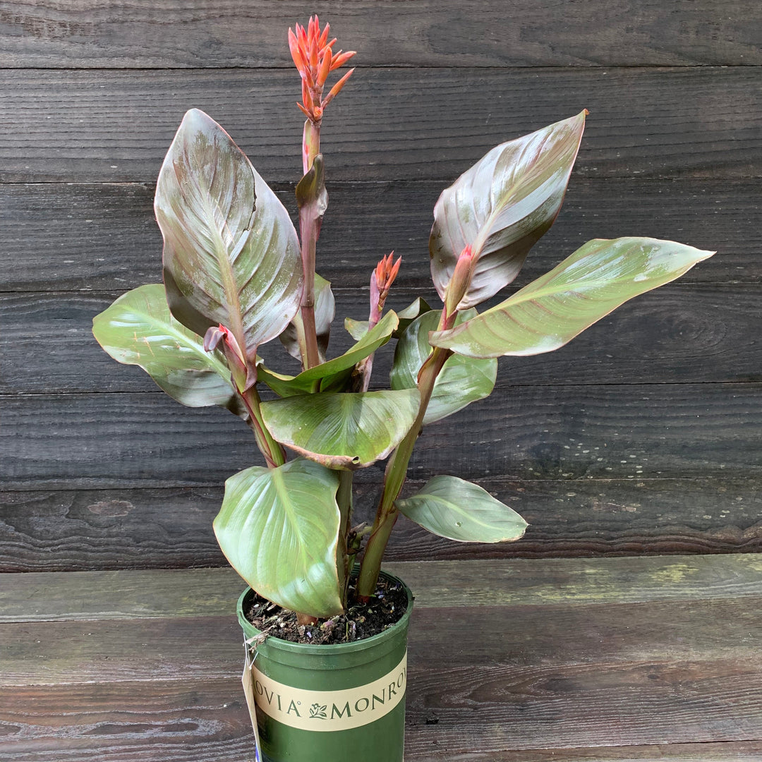 Canna x generalis 'Cannova Bronze Peach' ~ Monrovia® CANNOVA® Bronze Peach Canna Lily-ServeScape