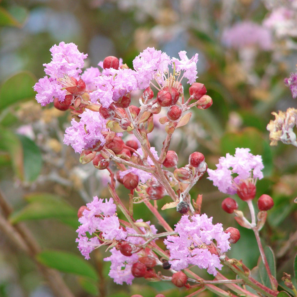 Lagerstroemia 'GAMAD VIII' ~ Pink Pig® Crape Myrtle-ServeScape