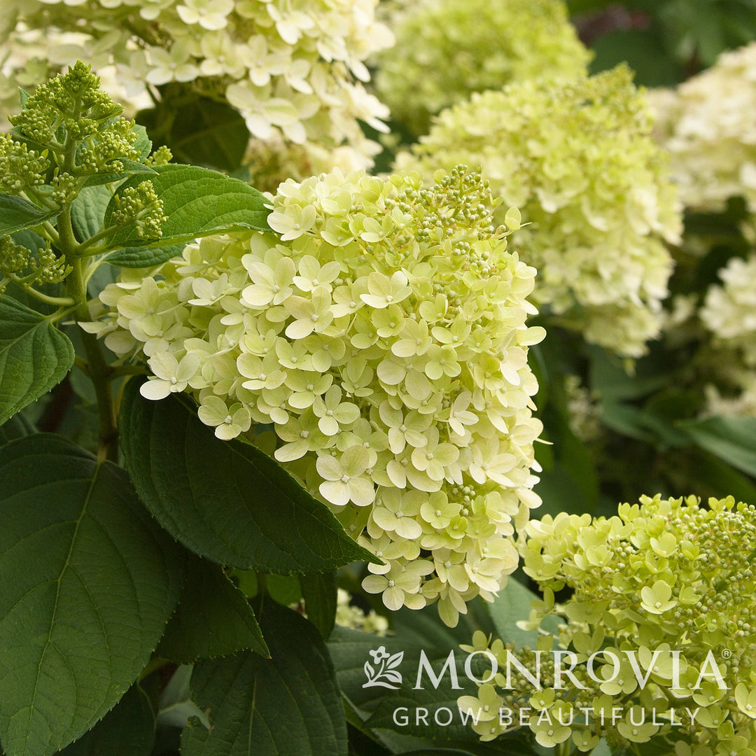 Hydrangea paniculata 'Limelight' ~ Monrovia® Proven Winners® Limelight® Hydrangea-ServeScape