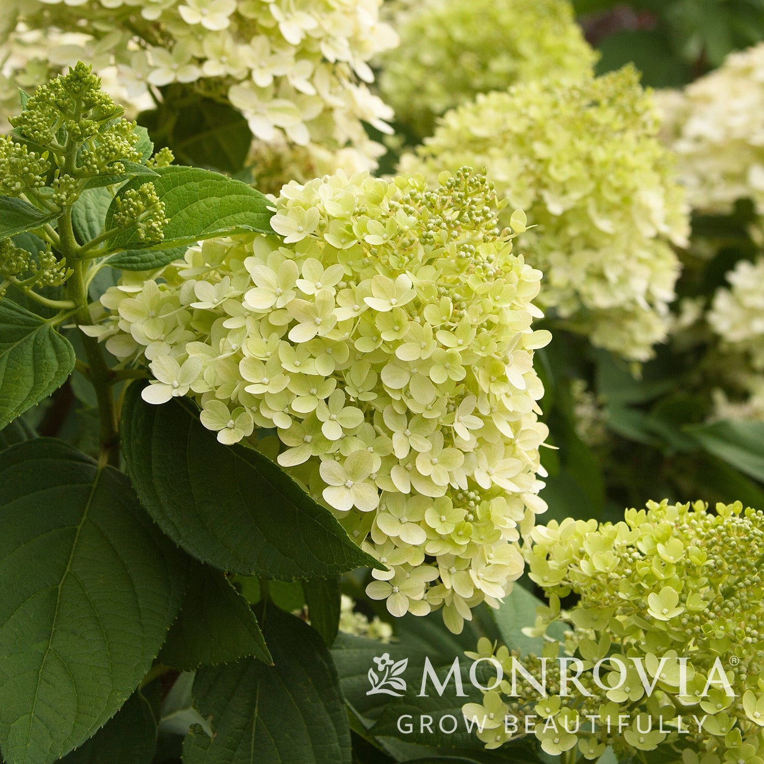 Hydrangea paniculata 'Limelight' ~ Monrovia® Proven Winners® Limelight® Hydrangea-ServeScape