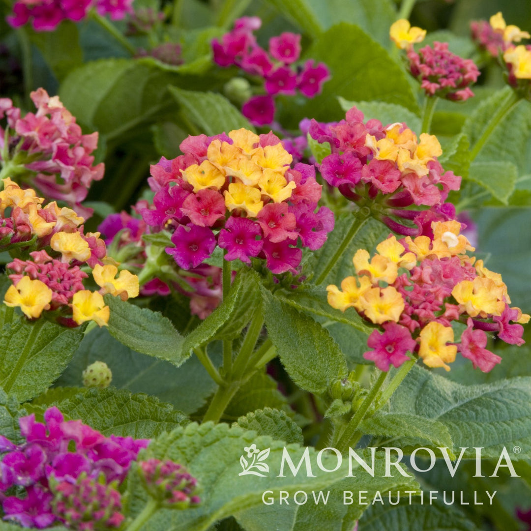 Lantana camara 'Monike' ~ Monrovia® Teenie Genie® Compact Lantana-ServeScape