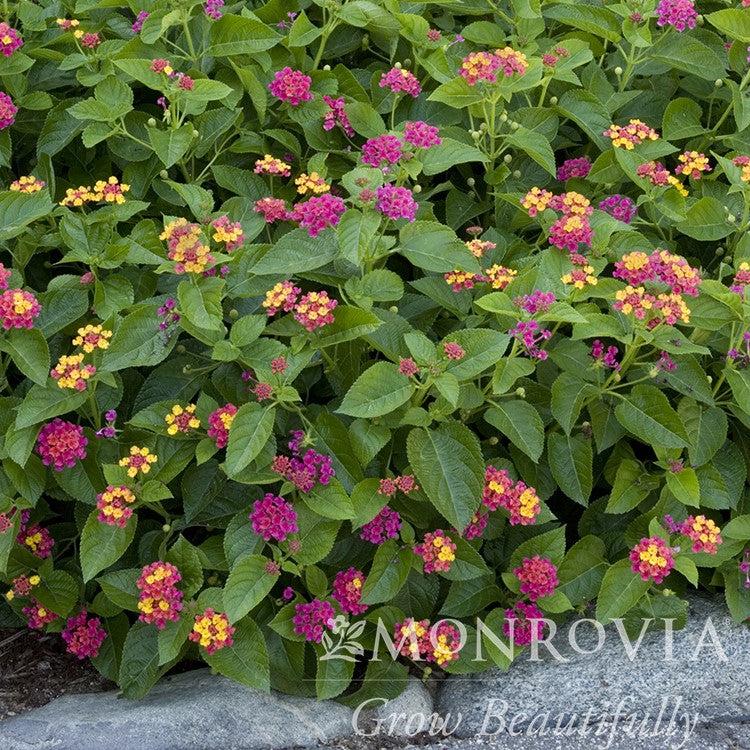 Lantana camara 'Monike' ~ Monrovia® Teenie Genie® Compact Lantana-ServeScape