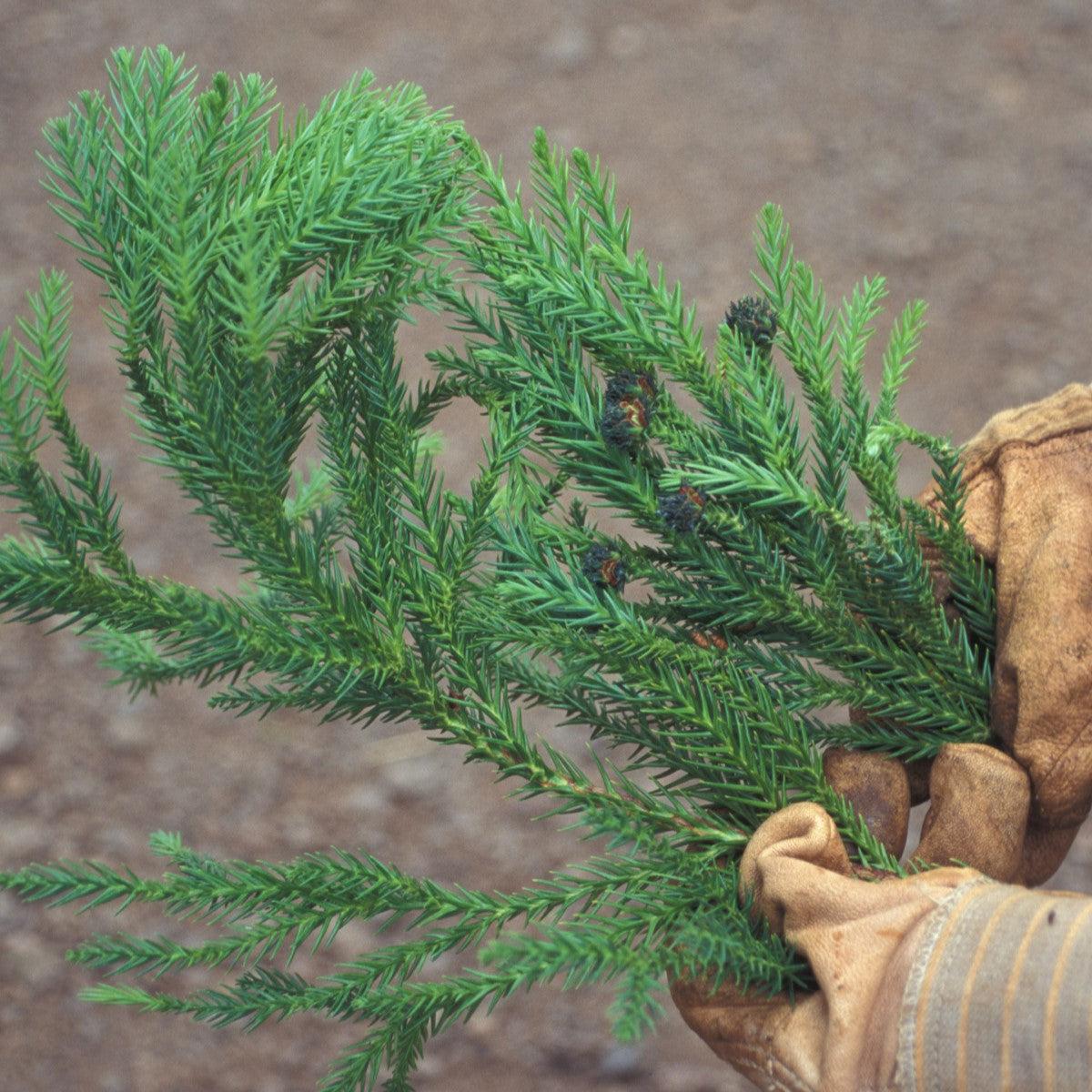 Cryptomeria japonica 'Tarheel Blue' ~ Tarheel Blue Japanese Cedar-ServeScape