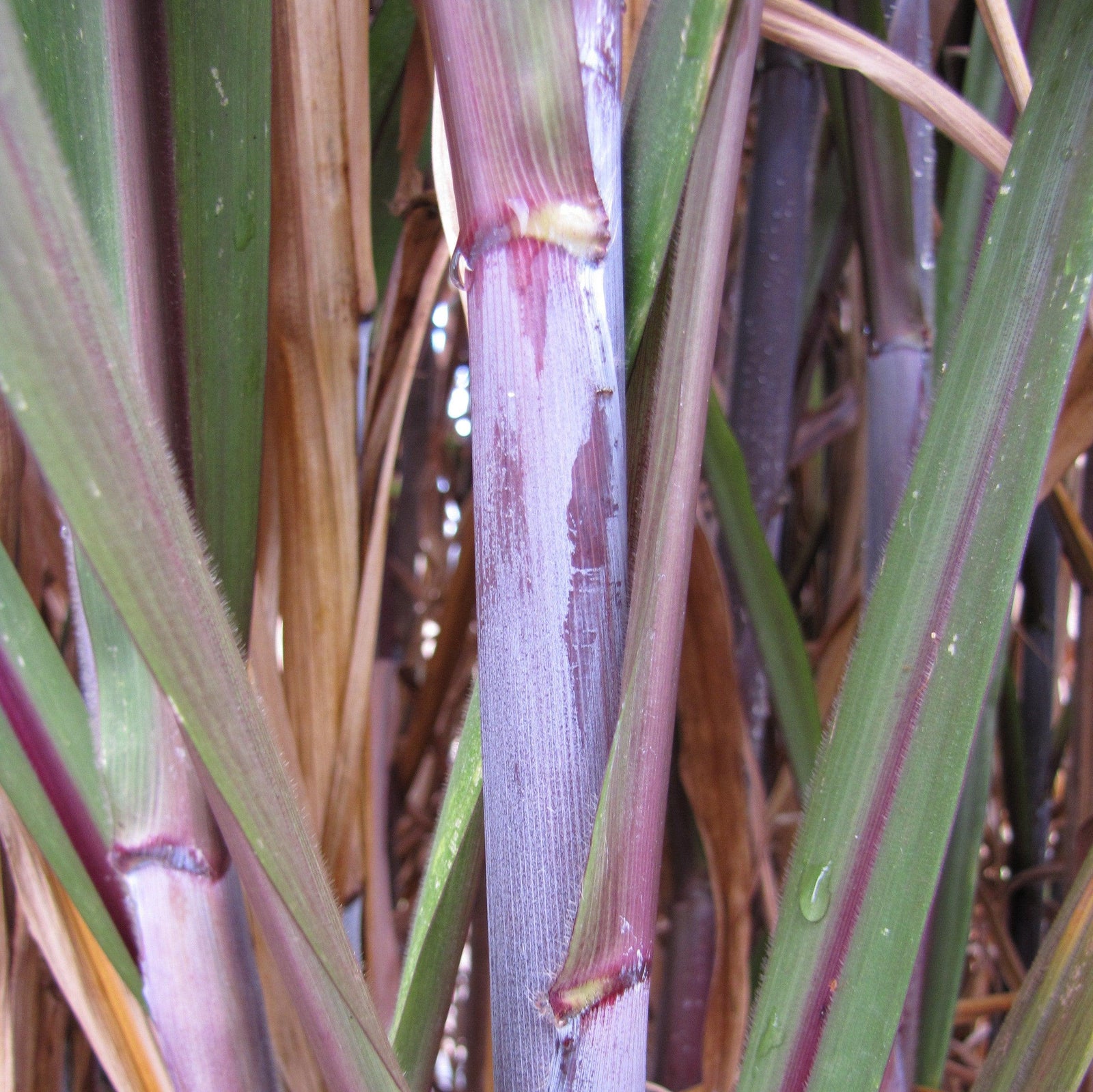 Pennisetum purpureum 'Majestic' PP25518 ~ Majestic™ Napier Grass-ServeScape