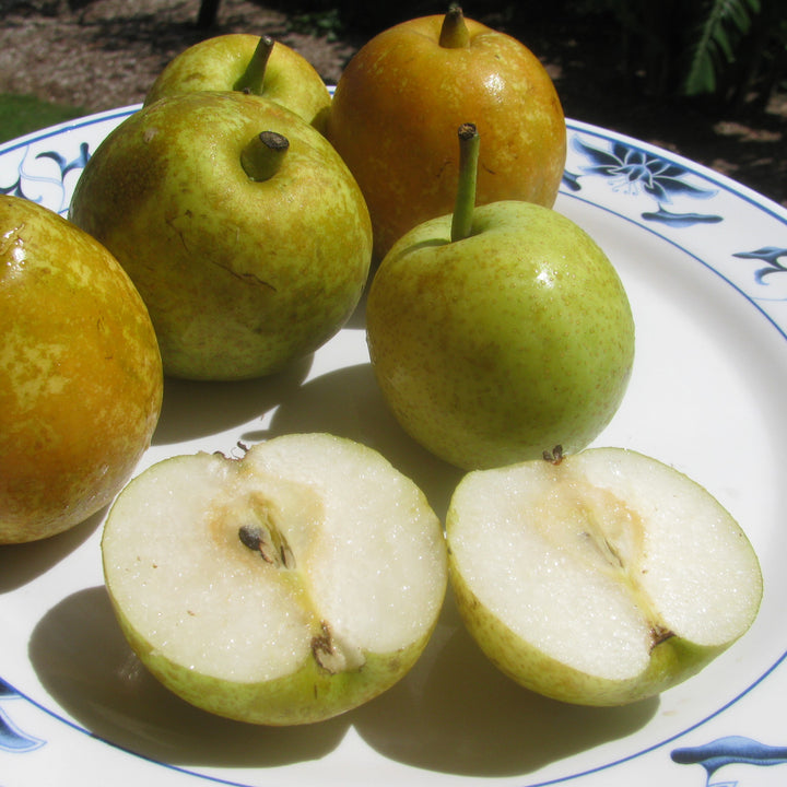 Pyrus pyrifolia 'Shinseiki' ~ Shinseiki Asian Pear-ServeScape