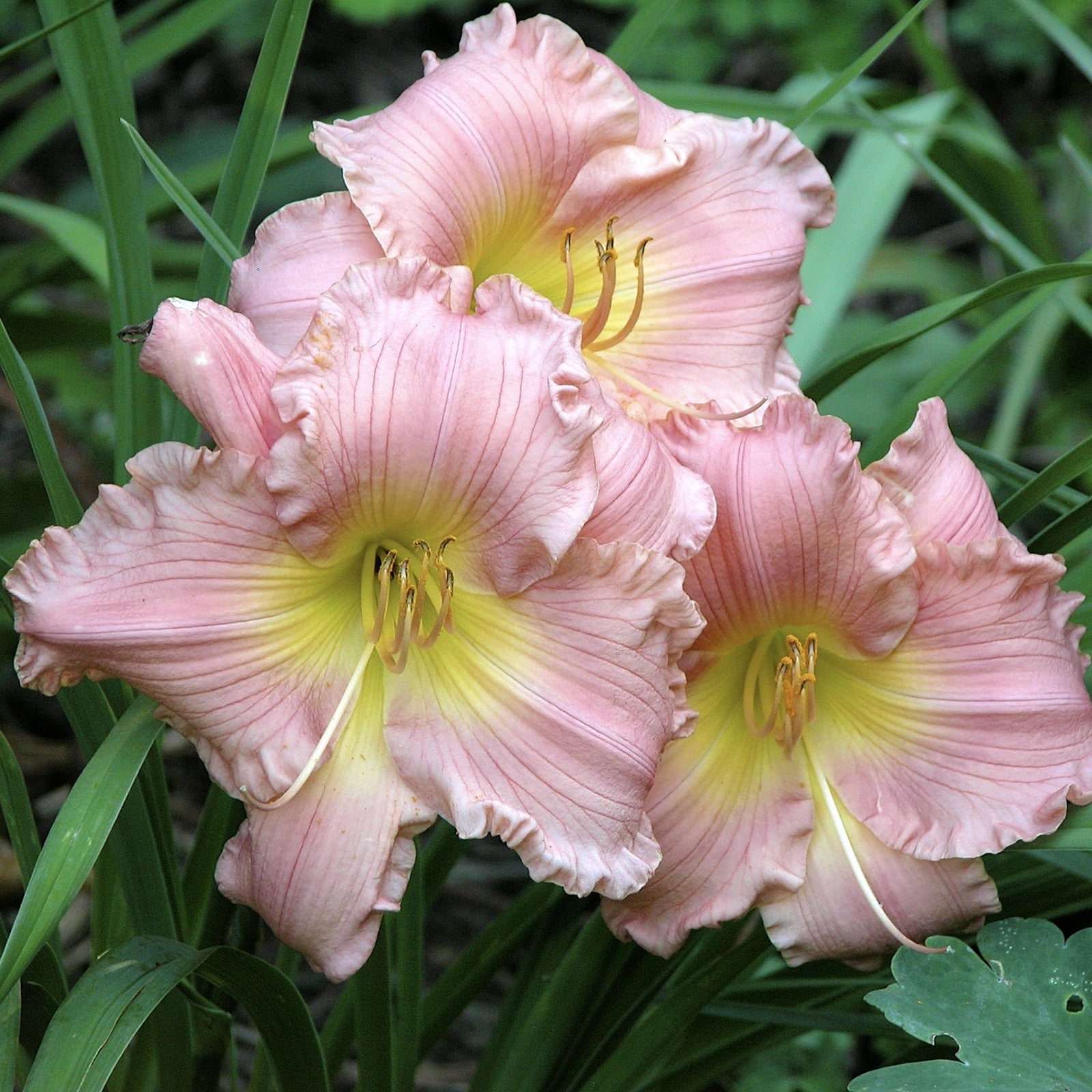 Hemerocallis 'Jolyene Nichole' ~ Jolyene Nichole Daylily-ServeScape