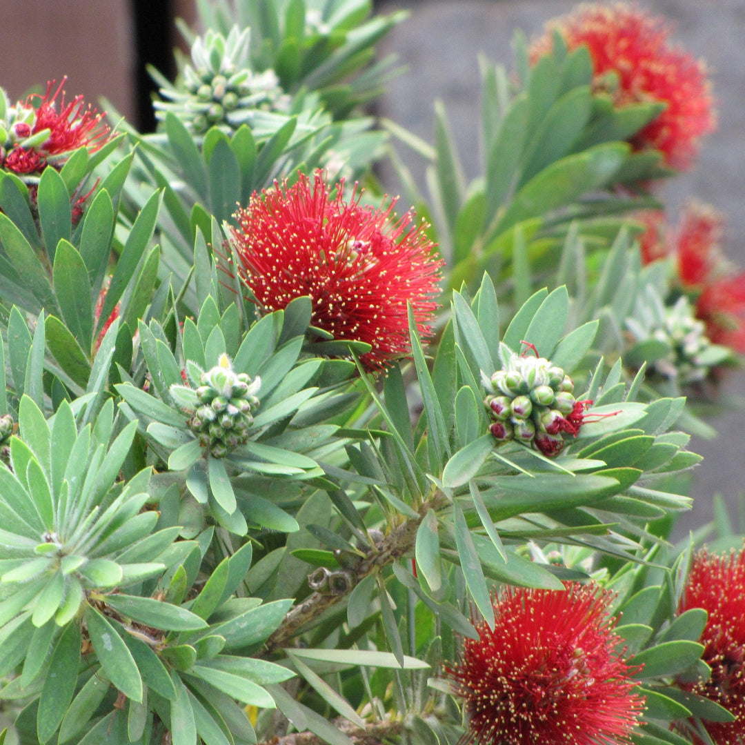Callistemon 'Little John' ~ Little John Dwarf Bottlebrush-ServeScape
