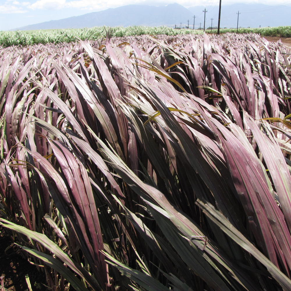 Pennisetum purpureum 'Majestic' PP25518 ~ Majestic™ Napier Grass-ServeScape