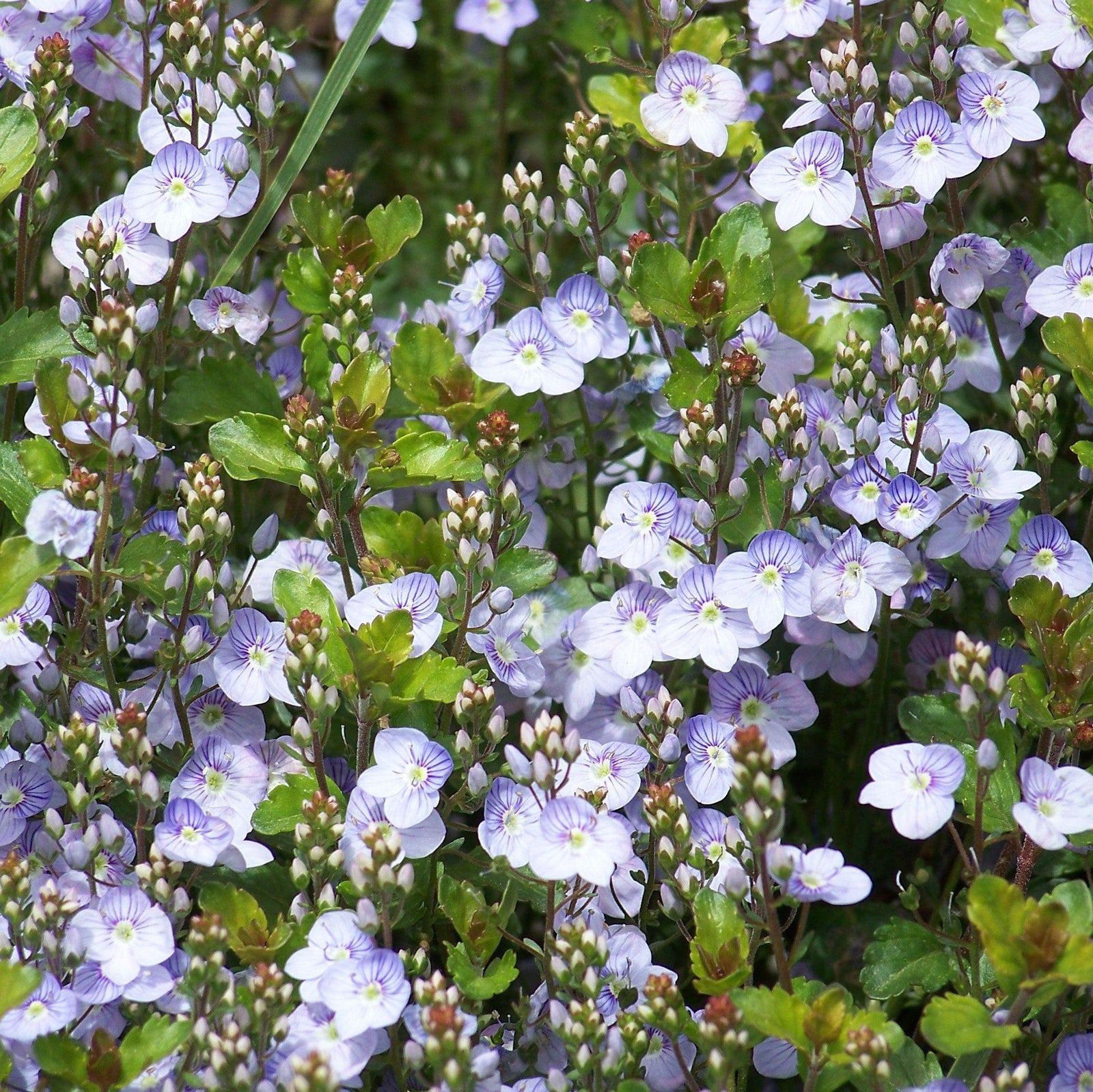 Veronica 'Waterperry Blue' ~ Waterperry Blue Veronica-ServeScape