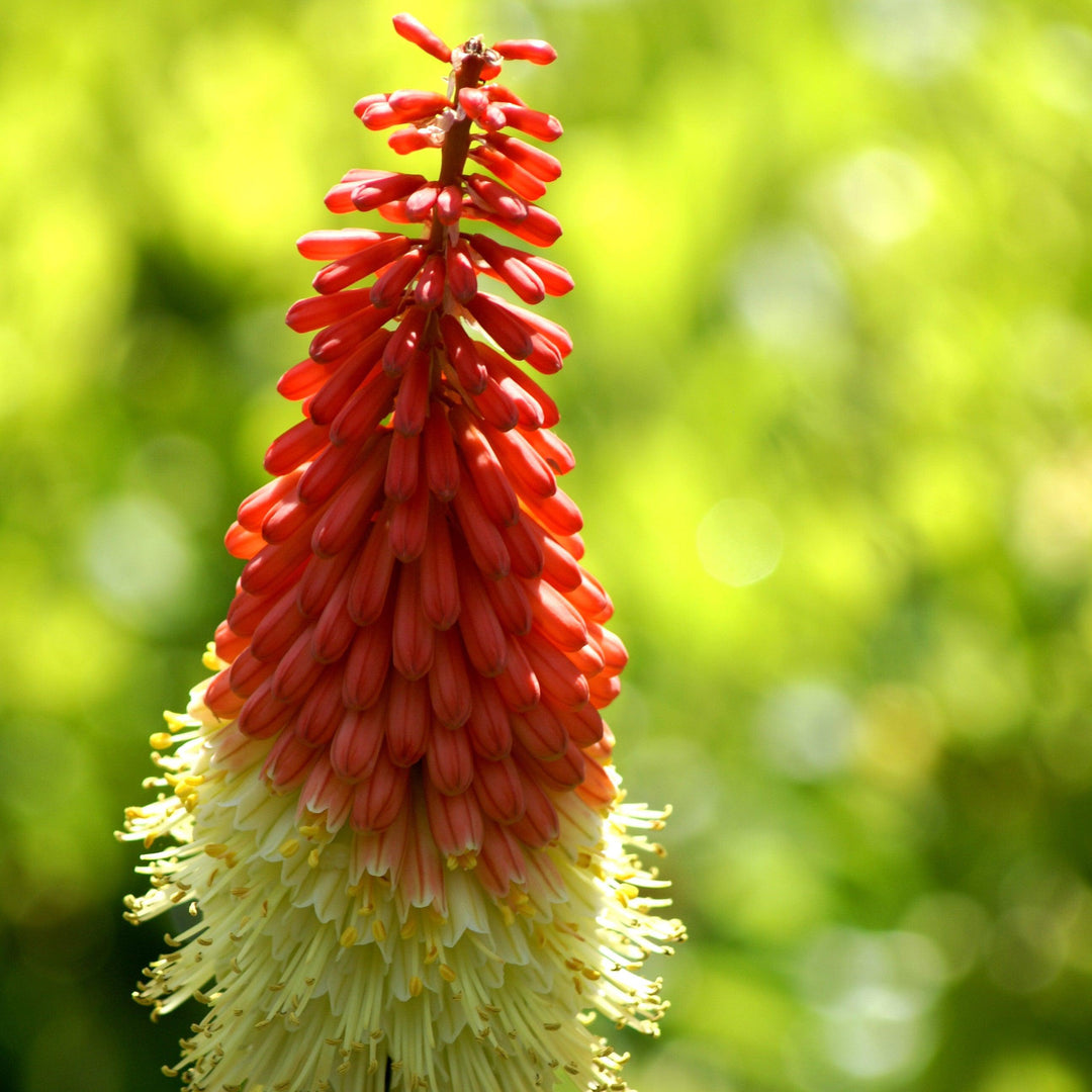 Kniphofia uvaria 'Flamenco Mix' ~ Flamenco Mix Red Hot Poker-ServeScape