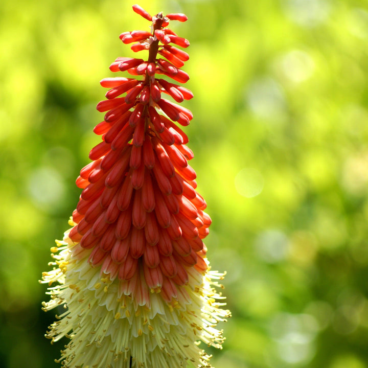 Kniphofia uvaria 'Flamenco Mix' ~ Flamenco Mix Red Hot Poker-ServeScape