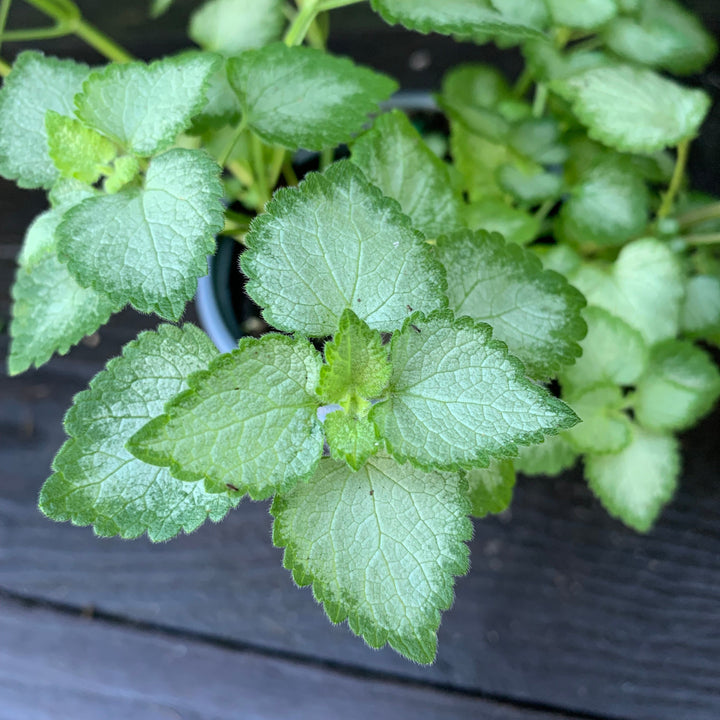 Lamium maculatum 'Beacon Silver' ~ Beacon Silver Deadnettle-ServeScape