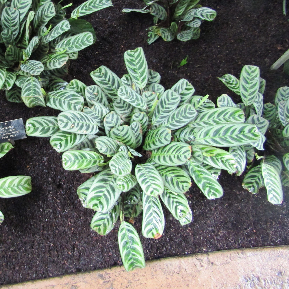 Maranta amabilis ~ Maranta, Fishbone Plant-ServeScape