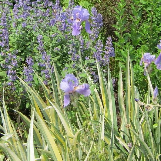 Iris pallida 'Aureo Variegata' ~ Gold Variegated Zebra Iris-ServeScape