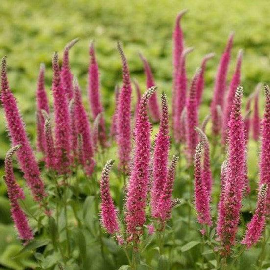 Veronica longifolia 'Perfectly Picasso' ~ Perfectly Picasso Tall Speedwell-ServeScape
