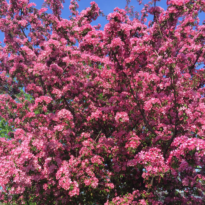 Malus 'JFS-KW5' ~ Royal Raindrops® Crabapple-ServeScape