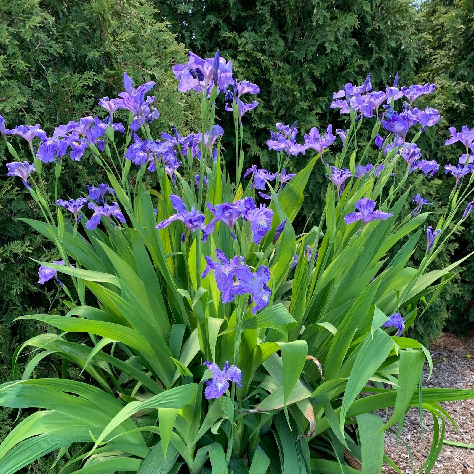 Iris ampliflora 'Ming Treasure' ~ Ming Treasure Ampliflora Iris-ServeScape