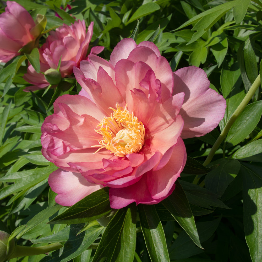Paeonia 'Julia Rose' ~ Julia Rose Itoh Peony-ServeScape