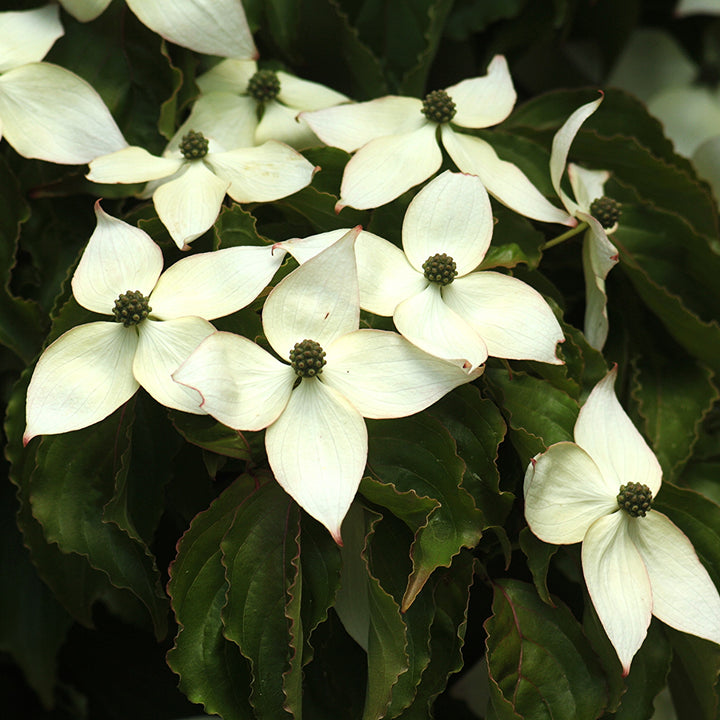 Cornus kousa 'Greensleeves' ~ Greensleeves Dogwood-ServeScape