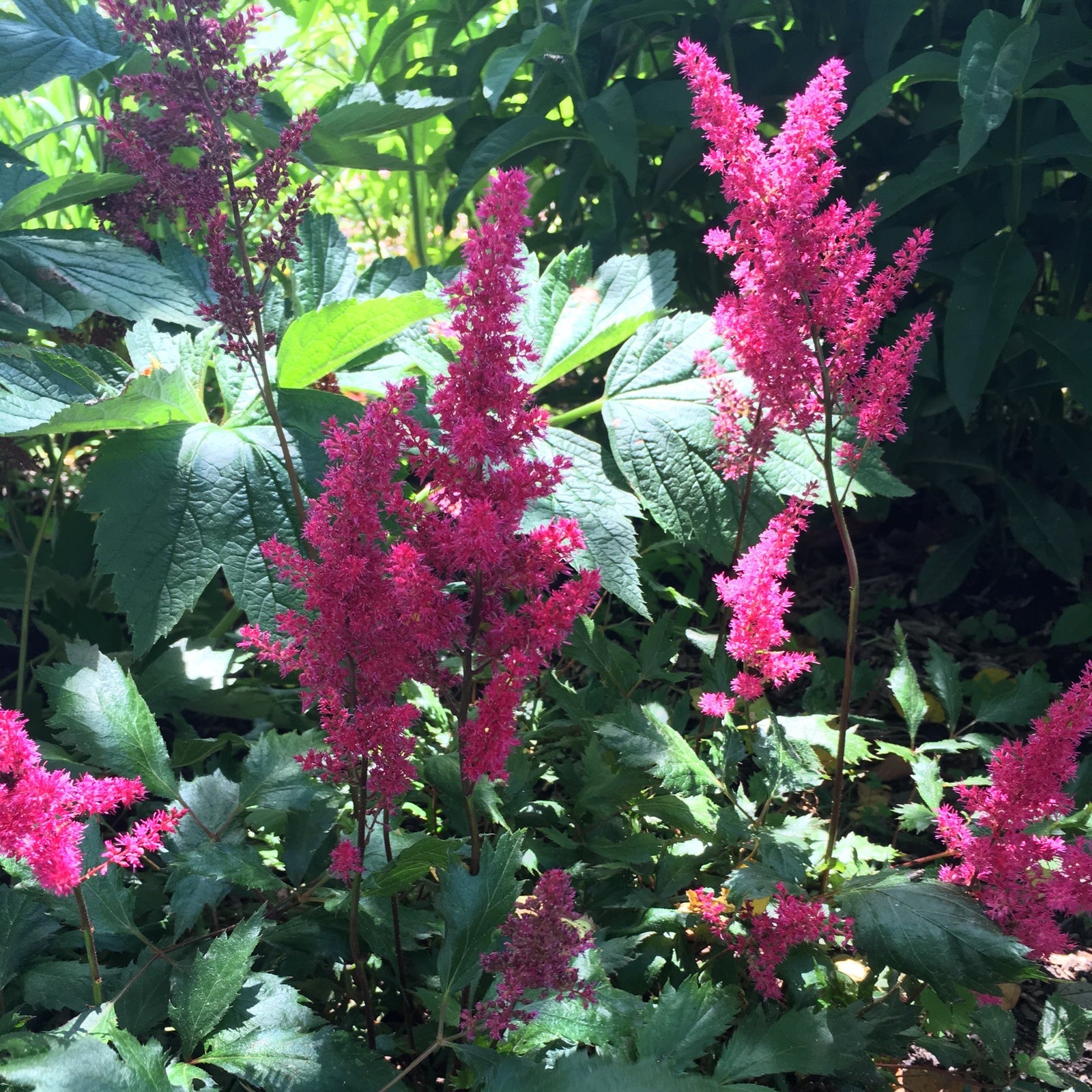 Astilbe 'Versred' ~ Younique™ Ruby Red Astilbe-ServeScape