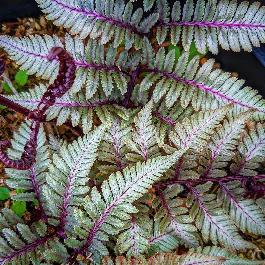 Athyrium niponicum var. pictum 'Godzilla' ~ Godzilla Painted Fern-ServeScape