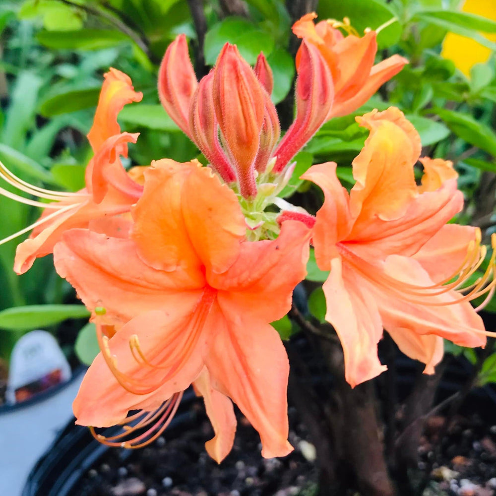 Rhododendron x calendulaceum 'Tangerine Delight' ~ Tangerine Delight Native Azalea-ServeScape
